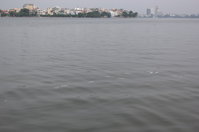 Hồ[-]Tây[-]tràn[-]ngập...[-]bao[-]cao[-]su[-]sau[-]cơn[-]mưa[-]lớn